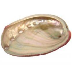 Red Abalone Shell 2-3"L + (10 pack)