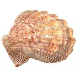 Lion Paw Shell 5-6"L (Pack of 4)